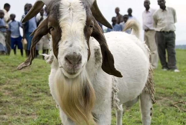 Goats for Families
